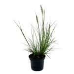 Pennisetum alopecuroides Hameln c1,5