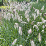 Pennisetum alopecuroides Hameln c1,5