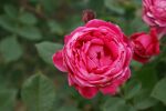 Rose Alexander Mackenzie rot blühende Strauchrose