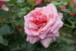 Rose Aloha Rosa bis Dunkelrosa nostalgische Blütenpracht