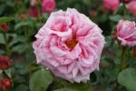 Rose Aloha Rosa bis Dunkelrosa nostalgische Blütenpracht