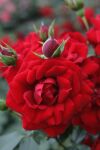 Rosa Amadeus® Tiefrot duftende Kletterrose öfter blühend