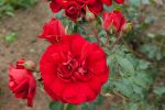 Rosa Amadeus® Tiefrot duftende Kletterrose öfter...