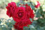 Rosa Amadeus® Tiefrot duftende Kletterrose öfter blühend