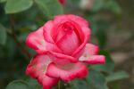 Rose Antike 89® Nostalgisch gefüllte rosa Blüten