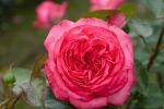 Rose Antike 89® Nostalgisch gefüllte rosa Blüten