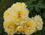 Rose Apollo Golden Climber Sonnengelb duftende Kletterrose