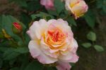 Rose Aquarell® Farbwechsel von Rosa zu Apricot Edelrose