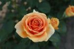 Rose Ashram® Kupferorange duftende Edelrose