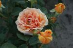 Rose Ashram® Kupferorange duftende Edelrose