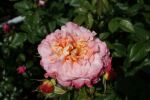 Rose Augusta Luise® Nostalgische apricot-rosa Edelrose