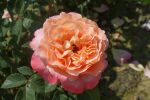 Rose Augusta Luise® Nostalgische apricot-rosa Edelrose