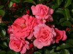 Rose Bad Birnbach® Zartrosa Blüten und Süßer Duft