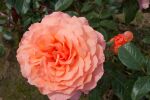 Rose Belvedere® Apricot-Orangene Blüten und...