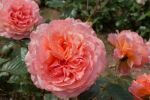 Rose Belvedere® Apricot-Orangene Blüten und...