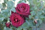 Rose Black Baccara® Samtrote Blüten und...