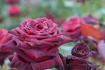 Rose Black Baccara® Samtrote Blüten und...