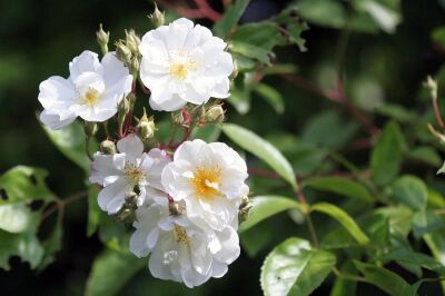 Rose Bobbie James Kletterrose mit Weißen Blüten und Duft