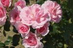 Rose Bonica® Rosa Blüten und Dauerblüher