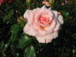 Rose Bremer Stadtmusikanten® Apricot-Pinke Blüten und Stark Wüchsig