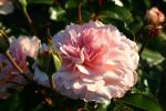 Rose Bremer Stadtmusikanten® Apricot-Pinke...