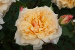 Rose Caramella®   Strauchrose mit karamelfarbige...