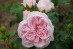 Rose Cinderella® Zartrosa Blüten und...