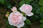 Rose Cinderella® Zartrosa Blüten und Historischer Charme