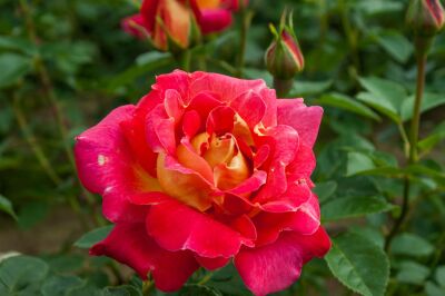 Rose Climbing Red and Yellow Zweifarbige Kletterrose für Lebendige Gärten