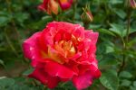 Rose Climbing Red and Yellow Zweifarbige Kletterrose...