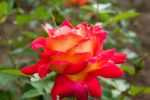 Rose Climbing Red and Yellow Zweifarbige Kletterrose...