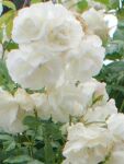 Rose Climbing Snow Princess Weiße Kletterrose mit...