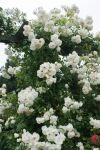 Rose Climbing Snow Princess Weiße Kletterrose mit...