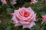 Rose Compassion® Apricot-Rosa Blüten und Duftende Kletterrose