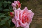 Rose Compassion® Apricot-Rosa Blüten und Duftende Kletterrose