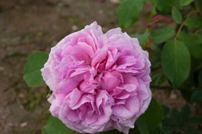 Rose Comte de Chambord Historische Rose mit Rosa, Duftenden Blüten