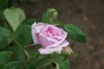 Rose Comte de Chambord Historische Rose mit Rosa,...