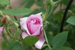 Rose Comte de Chambord Historische Rose mit Rosa, Duftenden Blüten