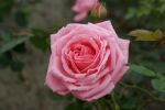 Rose Coral Dawn® Kräftige Korallenrosa Kletterrose mit Duft