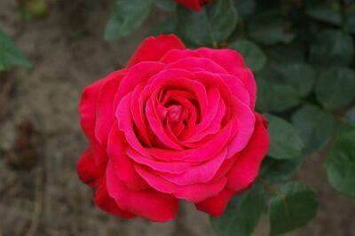 Rose Dame de Coeur Rote Blüten und Klassische Eleganz