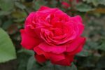 Rose Dame de Coeur Rote Blüten und Klassische Eleganz