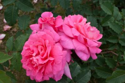 Rose Dornröschen Zartrosa Blüten und Romantischer Charme