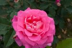 Rose Dornröschen Zartrosa Blüten und Romantischer Charme