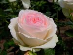 Rose Eden Rose® Creme-Rosa Blüten und Klassische...