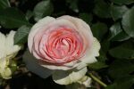 Rose Eden Rose® Creme-Rosa Blüten und Klassische Eleganz