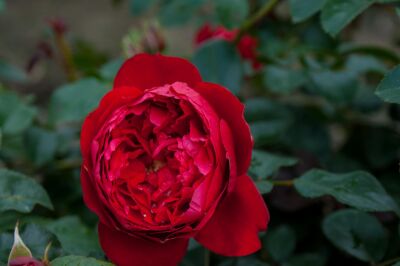 Rose Florentina® Rote Kletterrose mit Üppiger Blüte