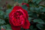 Rose Florentina® Rote Kletterrose mit Üppiger...