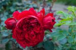 Rose Florentina® Rote Kletterrose mit Üppiger...