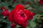 Rose Florentina® Rote Kletterrose mit Üppiger Blüte