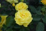 Rose Friesia® KORresia Gelbe Blüten und Angenehmer Duft